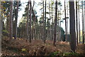 Conifers, Old Park Wood