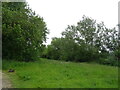 Grazing, Widbrook Common