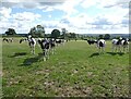 Cattle at Pennard Hill Farm