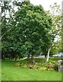 Sweet chestnut, Castanea sativa