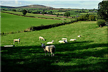 H4178 : Sheep, Gortnacreagh by Kenneth  Allen
