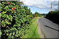 Rose hips along Dunteige Road