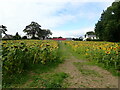 J3633 : A Field of Sunflowers on Church Hill, Maghera by Eric Jones