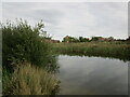 Pond near Fernwood