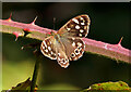 NT6231 : A speckled wood butterfly (Pararge aegeria) by Walter Baxter