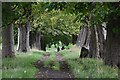 Footpath through avenue of trees, Benthall