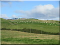 Field of sheep near Montalt