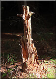 NJ0038 : Tree Stump (2) by Anne Burgess