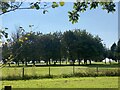 Tree-lined fairway