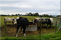 H3479 : Cattle, Envagh by Kenneth  Allen