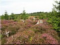 Regenerating forest