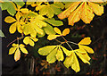 Autumnal chestnut tree leaves by the Eye Water