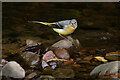 A grey wagtail (Motacilla cinerea)