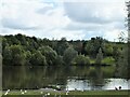 Llyn y Fendrod (The Fendrod Lake), Llansamlet, Swansea