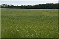 Flax field