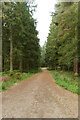 Track in Cropton Forest