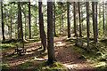 Old fence line in Culbokie Wood (Glascairn Wood)