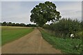 Private track to Arbury Wood