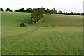 Hedgerow running up the hillside