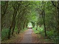 Tree tunnel on the Old Mineral Line Trail