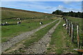 SO3274 : Sheep on the Heart of Wales Line Trail north of Cwm Wood by David Martin