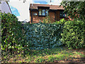 Plastic foliage, William Tarver Close, Warwick 