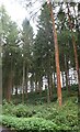 Conifers in Hampden Coppice