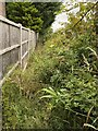 Overgrown footpath