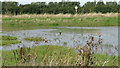 Pond near Court Close, Deal