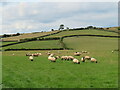 SO1442 : Sheep pastures, Little Mountain by Gordon Hatton