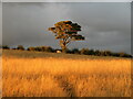 Evening light on the hillside