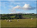 Pastures at Old  Forest