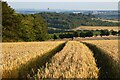 Farmland, Lockinge