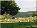 SO1852 : Sheep pastures near Cloggau by Gordon Hatton