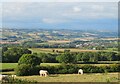 Sheep on the hillside