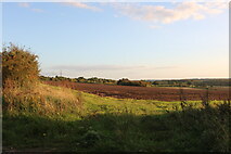 TL8685 : Fields by Two Mile Bottom, Thetford by David Howard