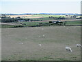 Sheep west of Methlick