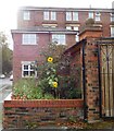 Sunflowers on Knott Lane