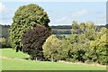 Trees on field edge at Rock Farm