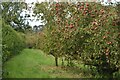 Orchard in small valley at Wateringbury