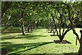 Orchard at Benthall Hall