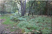 TL8180 : Elveden Forest by David Howard