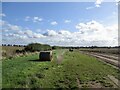 Potatoes near West Blanerne