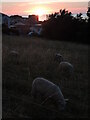 Urban sheep by dusk