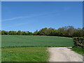 Farm track (footpath) and cereal crop, East Aston