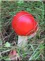 SU8937 : Devil's Punch Bowl - Toadstool by Colin Smith