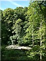 Woodland covering the banks of the River Taff, Edwardsville