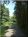 A woodland path for the Taff Trail