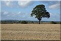 Oak tree in a field