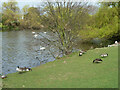 Waterfowl, Harrow Lodge Park